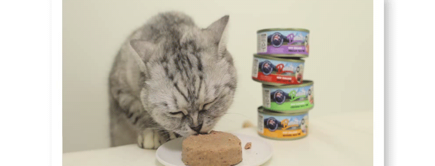 Cats eating BREEZEN pâté from a plate, along with the 4 can varieties.