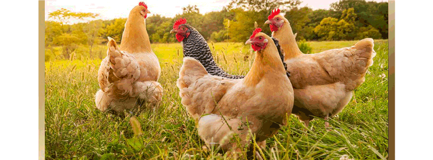 Image of cage-free chicken raising environment.