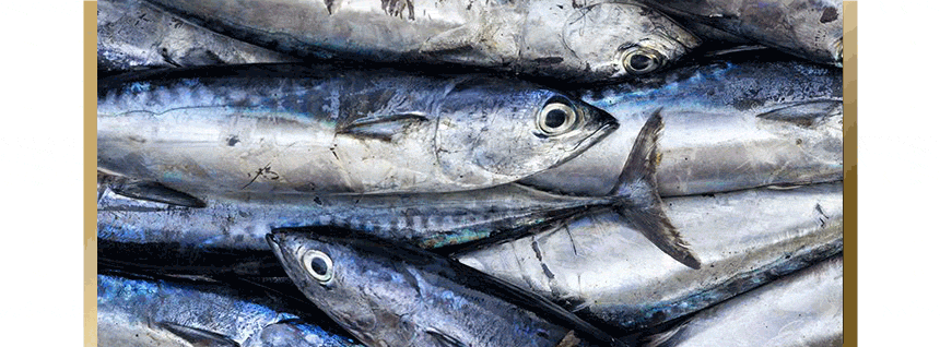 Image of wild mackerel and tuna ingredients.