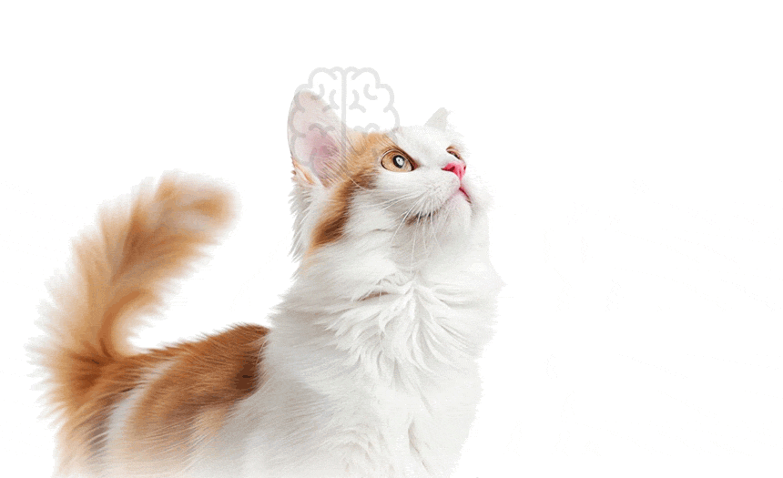 Cat image illustrating the nutrition of marine microalgae oil.