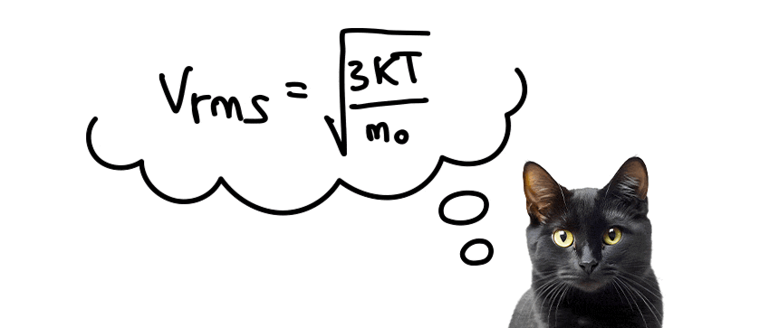 Cat image illustrating the nutrition of lecithin.