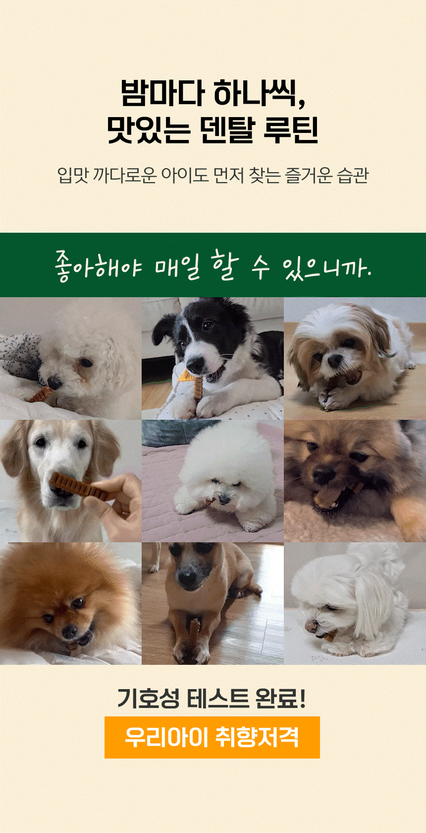 밤마다 하나씩, 맛있는 덴탈 루틴 - 비숑·보더콜리·시츄·골든리트리버·포메라니안 등 여러 견종의 기호성 테스트 완료