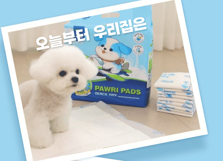 오늘부터 우리 집은 포우리패드. 실내에서 포우리 퀵드라이 패드를 사용하는 반려견.