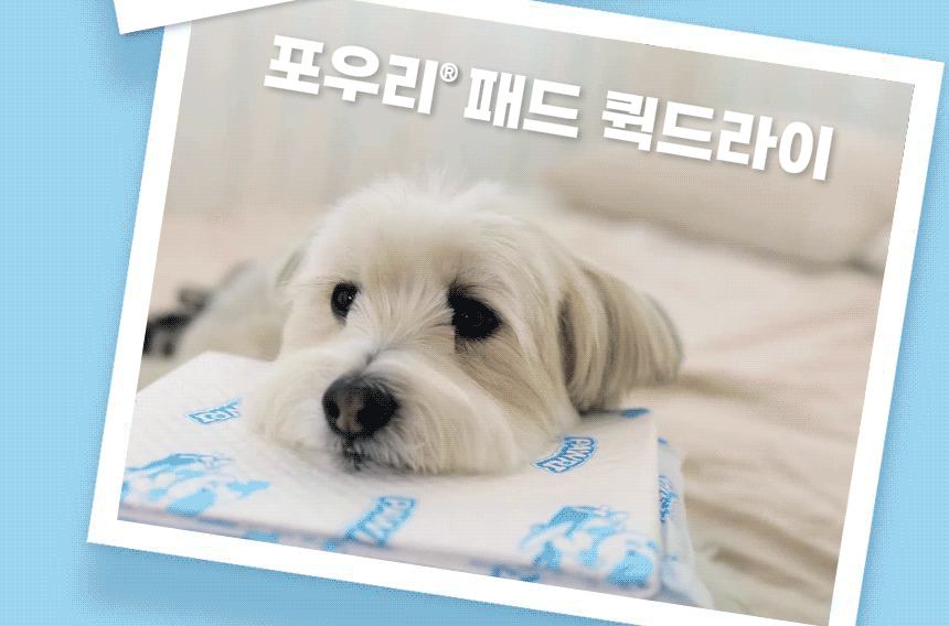 포우리패드 퀵드라이와 함께 쉬고 있는 반려견의 사용 장면.