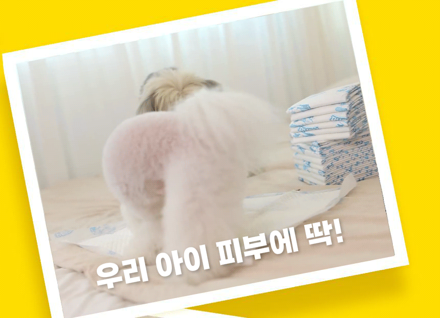 우리 아이 피부에 딱. 포우리패드의 반려견 사용 장면.